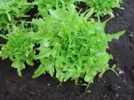 3000 Oak Leaf Lettuce Lactuca Sativa Vegetable Seeds From US  - $8.35