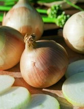 ONION YELLOW SWEET SPANISH, 300 SEEDS R - $267.26 MXN