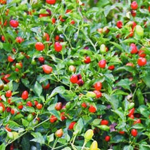 Premium Chile Pequin Bird Eye Hot Pepper + seeds  From US - £6.17 GBP