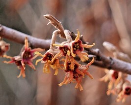 Gun-el 10 Fragrant Star Witch Hazel Seeds Hamamelis Vernalis Cv Fragrant Star - £8.75 GBP