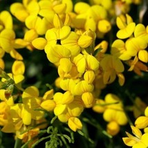 Bird&#39;S Foot Trefoil Seeds 300 Lotus Corniculatus Flower Perennial  - £9.15 GBP