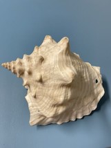 Conch Shell with holes 6.5&quot; Wide x 5&quot; Height - $10.36