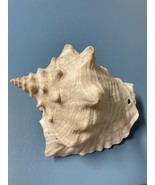 Conch Shell with holes 6.5&quot; Wide x 5&quot; Height - €9,06 EUR