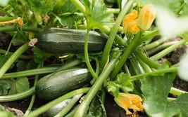 SEPTH 10 ct Dark Green Zucchini Summer Squash Seeds - NON-GMO / Heirloom - £2.67 GBP