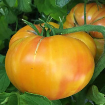 Old German Tomato Seeds, NON-GMO, Heirloom, Multicolor Beefsteak, Free Shipping - £1.47 GBP+