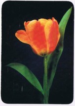 Holiday Postcard Tulip Easter Greeting - £2.32 GBP