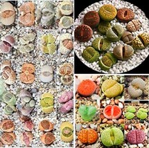 PWO Fresh 200Pcs Mixed Living Stones Lithop Seeds - £12.69 GBP