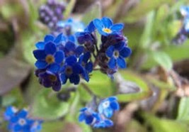 FORGET ME NOT 100+ SEEDS ORGANIC NEWLY HARVESTED, BEAUTIFUL ABUNDANT BLOOMS - £3.97 GBP