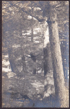 Bridgton, ME RPPC 1911 Trees on Hillside - Perry J. Murphy Real Photo Postcard - £9.70 GBP