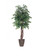 6 ft. Artificial Ming Aralia Executive Tree in Round Brown Container Green - $372.59 CAD