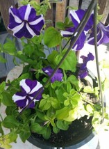 Petunia Purple And White Flower Seeds Fresh Garden - £9.42 GBP