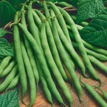 New Provider Stringless Green Bean - Organic, Heirloom Seeds - One Of The Absolu - £6.54 GBP