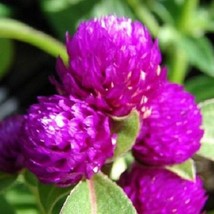 40 Purple Gomphrena Gnome Flower Seeds Fresh USA Fast Shipping - $19.64