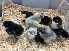 12 Barnyard Mix Chicken Hatching Eggs - £23.95 GBP