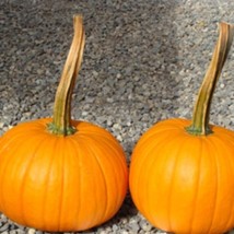 Long Handle Field Trip Pumpkin Seeds New Fresh US Shipping - $87.80 MXN