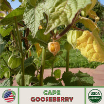 US Seller 20 Cape Gooseberry Seeds, Peruvian Ground Cherry, Organic, Open-Pollin - £8.13 GBP