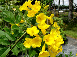 live plant -  Tecoma Stans, Yellow Elder, Trumpet Shrub Bush, live tree plant - £47.95 GBP