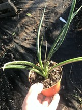 4&quot; pot Sansevieria cylindrica African spear rooted plant listed shown - $29.20