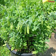 100 Sugar Pod Ii Snow Peas Seeds Compact 30 inch Bush 4-5 inch Pods Spri... - $7.50