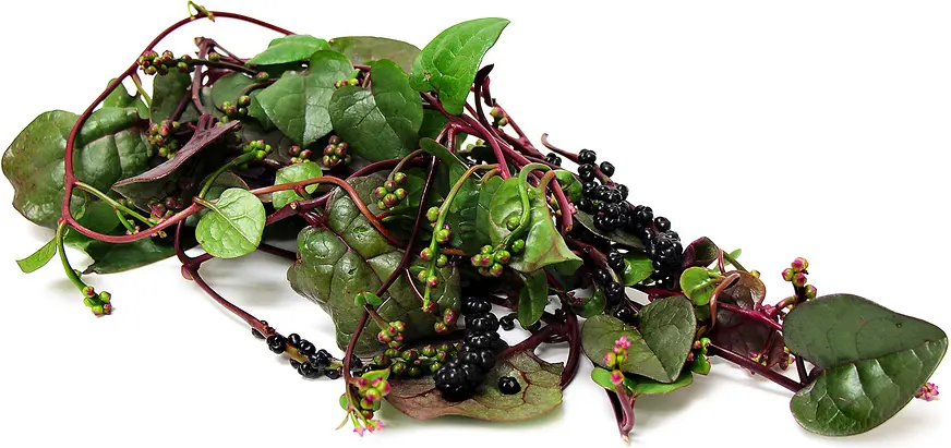 50+ seeds Red malabar spinach - $15.00