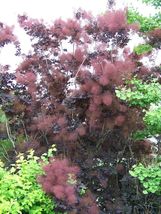 20 Seeds Purple Smoketree - £7.63 GBP