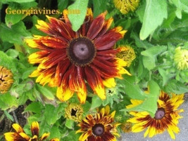 Item image 1 image 1