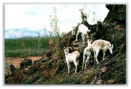 Goats at Yukon Game Farm Whitehorse Canada UNP Chrome Postcard Y12 - £2.37 GBP