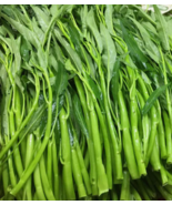 SD 50 Thai Water Spinach Seeds Ong Choy Kangkong Kong Xin Cai Garden Seeds - $9.20