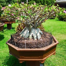 Exotic Desert Rose Starter Kit - 3 Adenium Socotranum Seeds, Unique Home Gardeni - £6.28 GBP