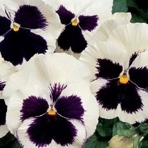 Pansy Seeds Silverbride Swiss Giant Pansies Viola Seeds Seeds 50Ct Fast Ship USA - £7.01 GBP