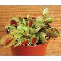 MBK 15 Seeds Venus Fly Trap Dionaea House Flowers Bulk Seeds - $13.09
