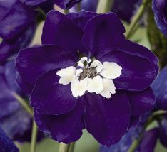25 Magic Fountains Dark Blue W/ White Bee Delphinium Seeds Perennial Flower - £14.19 GBP