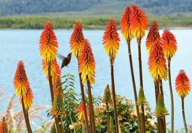 tritoma RED HOT POKER perennial TORCH LILY 30 seeds  - £4.81 GBP