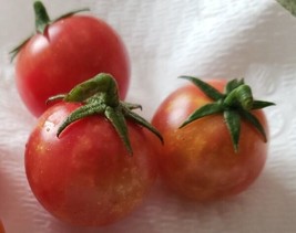 Isis Candy Cherry Tomato (30 Seeds) - Sweet And Fruity Garden Usa Shipping - £5.09 GBP