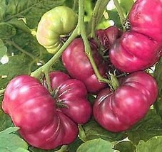 25 Pcs Purple Calabash Tomato Seeds #MNHG - £11.57 GBP