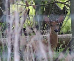 Young Buck - 8x10 Unframed Photograph - $323.54 MXN