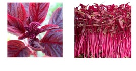 3000 Seeds Amaranth RED GARNET Microgreens &amp; Grains upto 10&#39; TALL  - £21.17 GBP