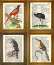 Antique Bird Prints: Ostrich, Pheasant, Tukan, Eagle, Vintage Dictionary Art-... - £5.32 GBP