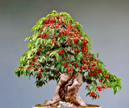 Xo 25 of BONSAI Pomegranate Punica Granatum fresh edible fruit juice tre... - $10.80