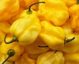 Yellow Habanero Hot Pepper Seeds 30 Caribbean Yellow Salsa Fast Shipping - $8.99