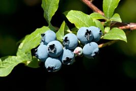 50 Seeds Blueberry Bush - £7.59 GBP