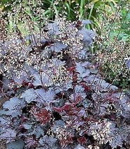 Purple Coral Bells 30 Seedsheuchera Shade Fresh Garden - £3.01 GBP