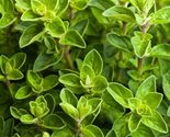 Italian Oregano Herb Seeds Origanum Vulgare - $4.47