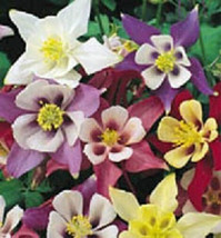 500 Columbine Seeds Mckanas Giant Flower Seeds Garden USA - $11.00