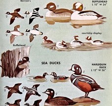 Sea Ducks 4 Different Varieties &amp; Types 1966 Color Bird Art Print Nature... - $378.90 MXN