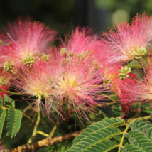 Albizia Julibrissin Mimosa Bonsai Persian Pink Silk Blossoms Tree - 100 ... - $18.31