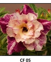 Adenium Obesum Grafted Plant &quot;CF-05&quot; Desert Rose Plant *USA Seller* - $29.99