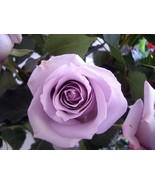 Lavender roses seeds- 20 seeds - code 254 - $110.24 MXN Lavender roses seeds- 20 seeds - code 254 - $110.24 MXN