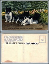 Vintage Postcard - 3 Eskimo Sled Dog Puppies G9 - $2.84