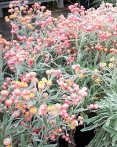 Semilir 90 Seeds Apricot &amp; Peach Strawflower Mix Coral Paper Daisy Helichrysum F - £7.81 GBP